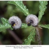 carcharodea alceae larva5 2